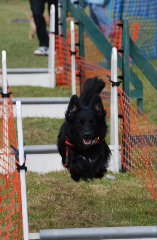 flyball3.JPG